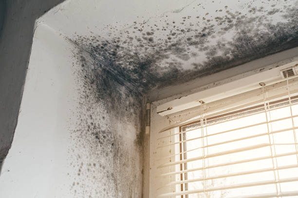 Affordable Mold Cleanup solutions in Pompton Plains, NJ
